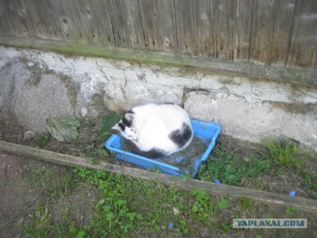 Жизнь домашнего приюта для котеек 404