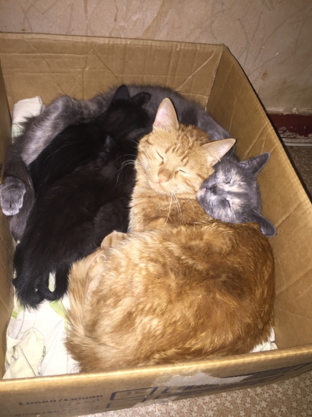 Кот и коробка