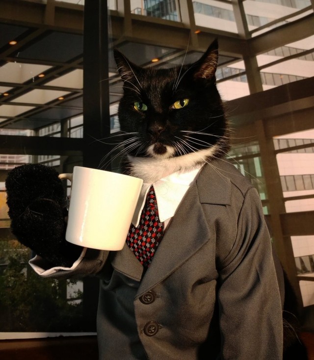 Коты ишачат на заводе