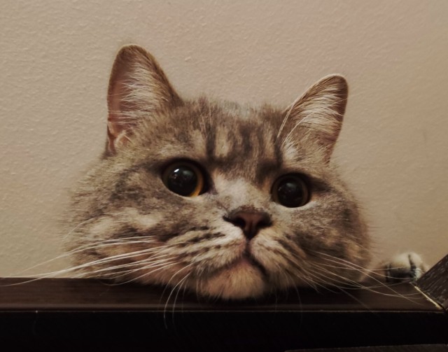 На котовторник