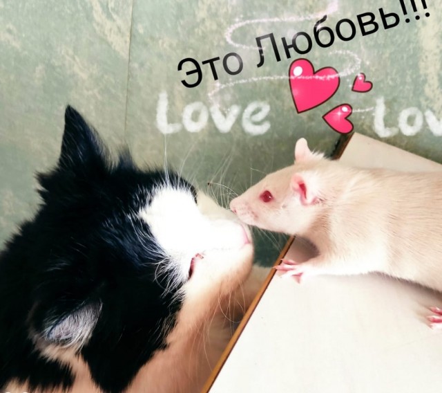 Грызуносуббота