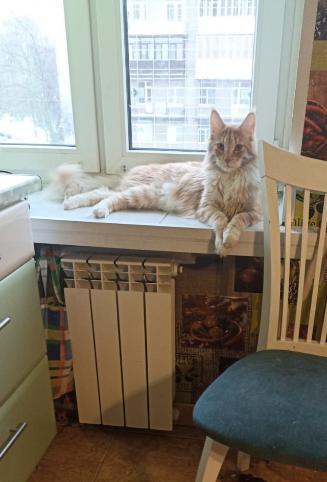 Кошка