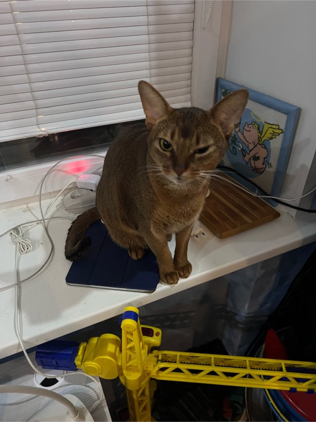 Котовторник 17.01.23