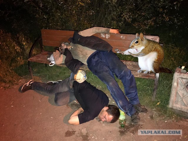 Фотожаба "Белка экстрасен"