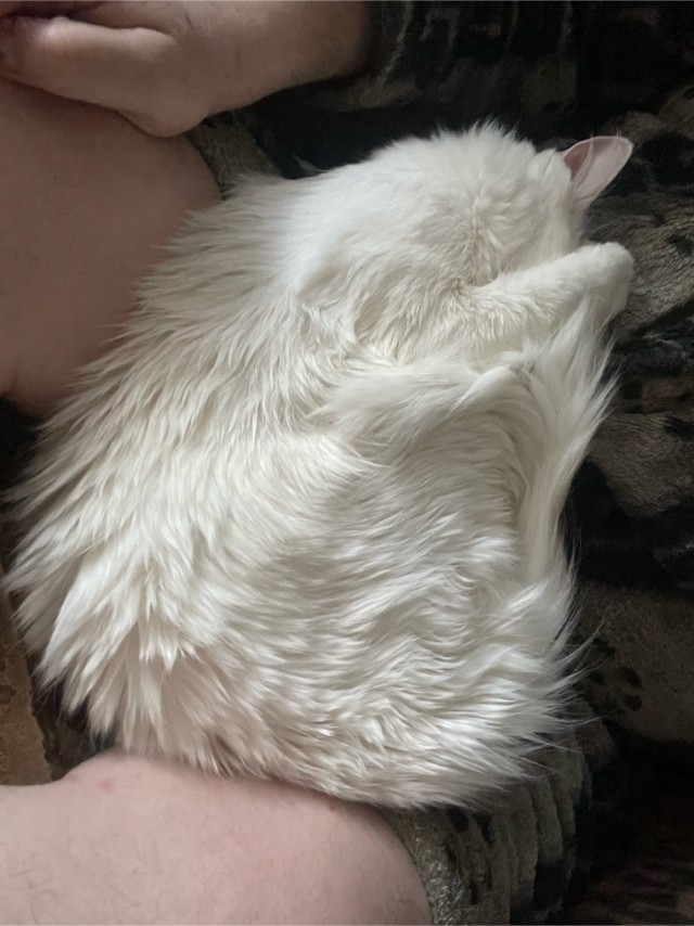 Котоблошка присосалась