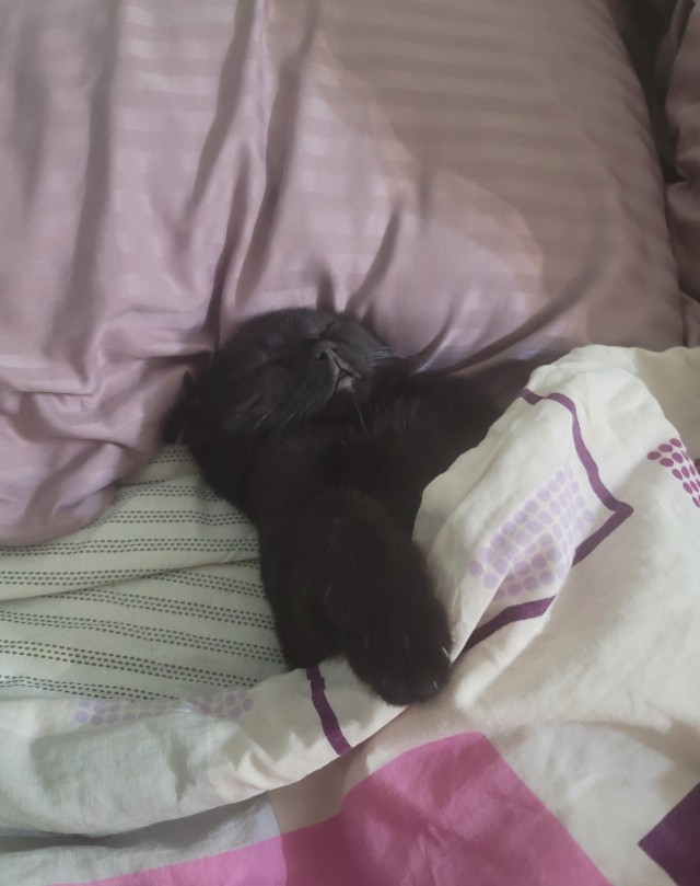 Кошак