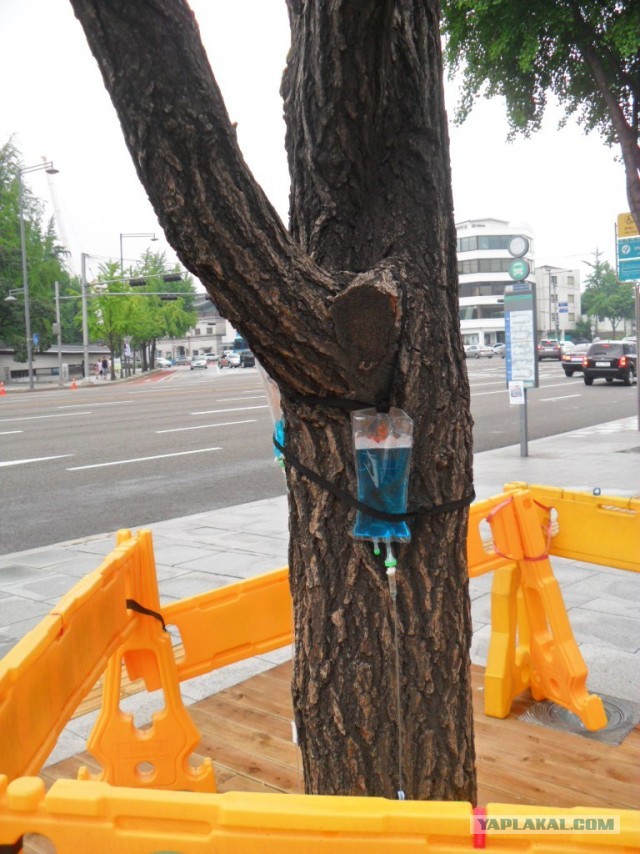 Тем временем в Южной Корее