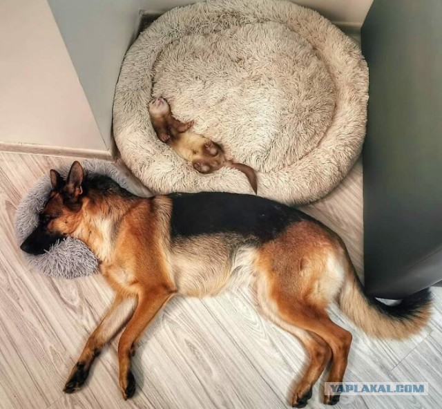 Странные картинки без подписи