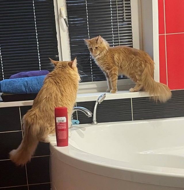 Котовторник 09.04.24