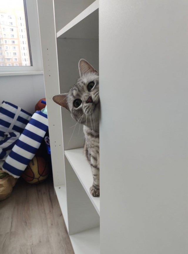Граждане рабы, в где тема с котовторником?