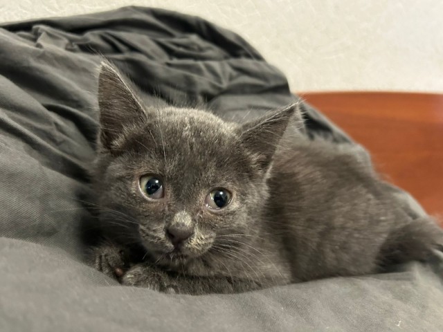 Котенок