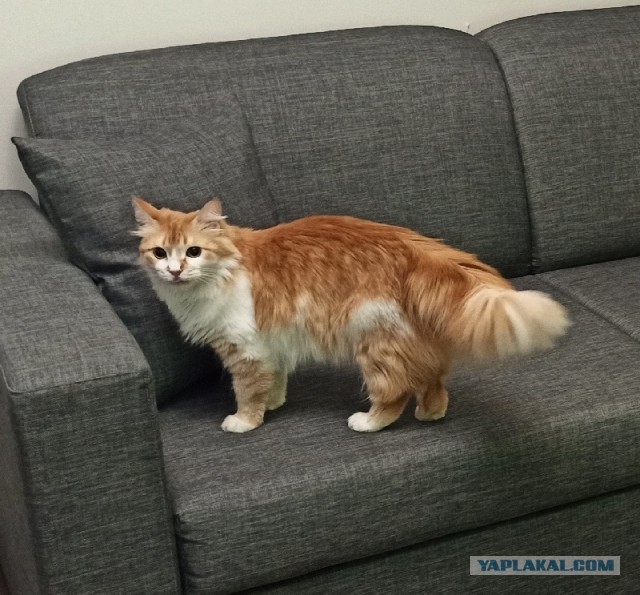 Хвостище для котовторника.