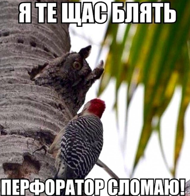 Дятел террорист