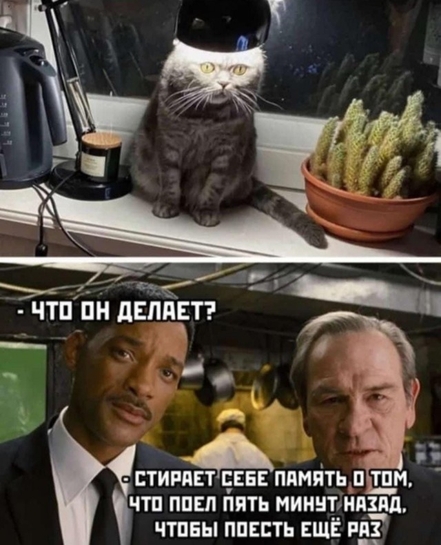 Девушка оставила своего котейку у матери на три недели, и у женщины включился «эффект бабушки» — теперь пушистому не до тыгыдыков
