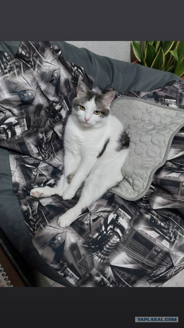 12 самых смешных котов в истории комического конкурса Comedy Pet Photography Awards