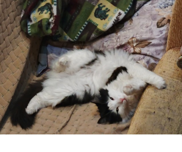К котовторнику: подборка картинок-баянов с котиками и про котиков. Выпуск 2.