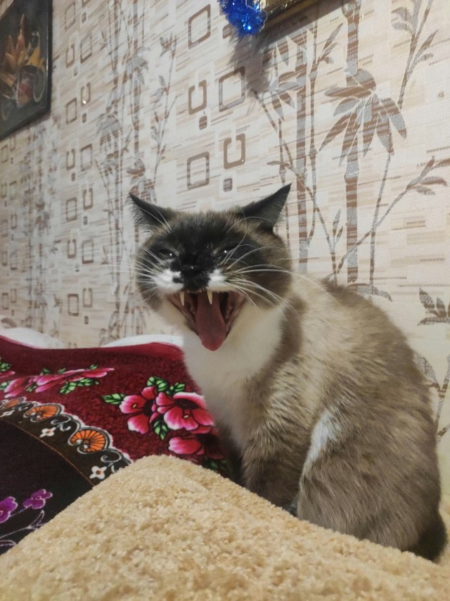 Мой котеич