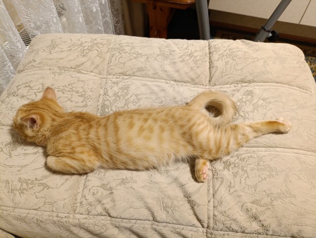 Солнечный котенок