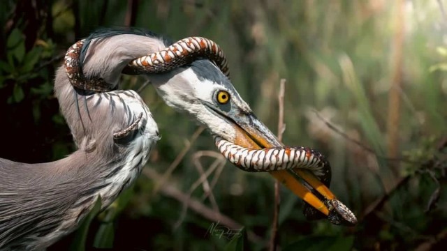 Фотограф запечатлел борьбу змеи с цаплей