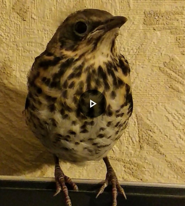 Че за птиц чем кормить ?