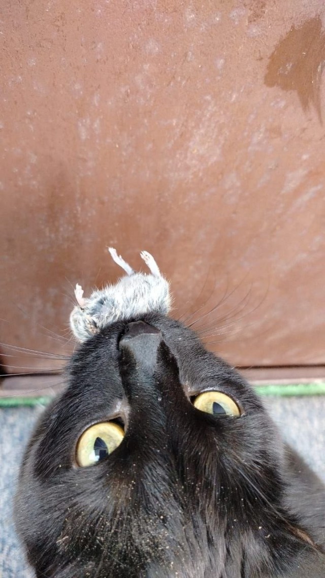 Жизнь Кота