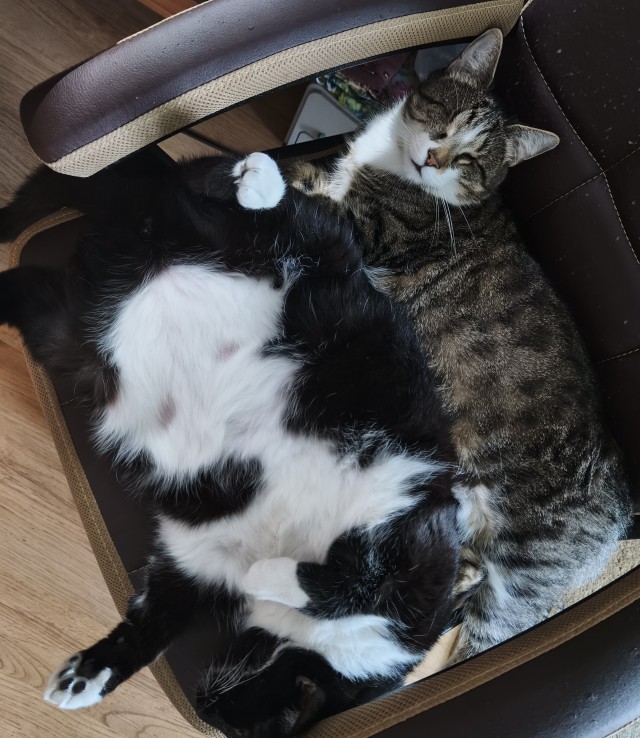 Котовторник