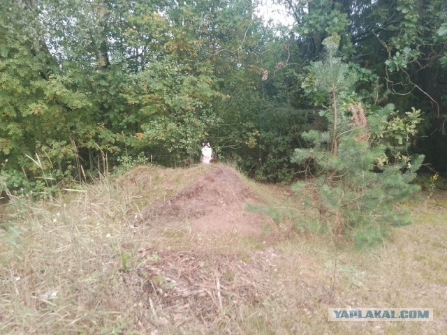 Жизнь домашнего приюта для котеек 556