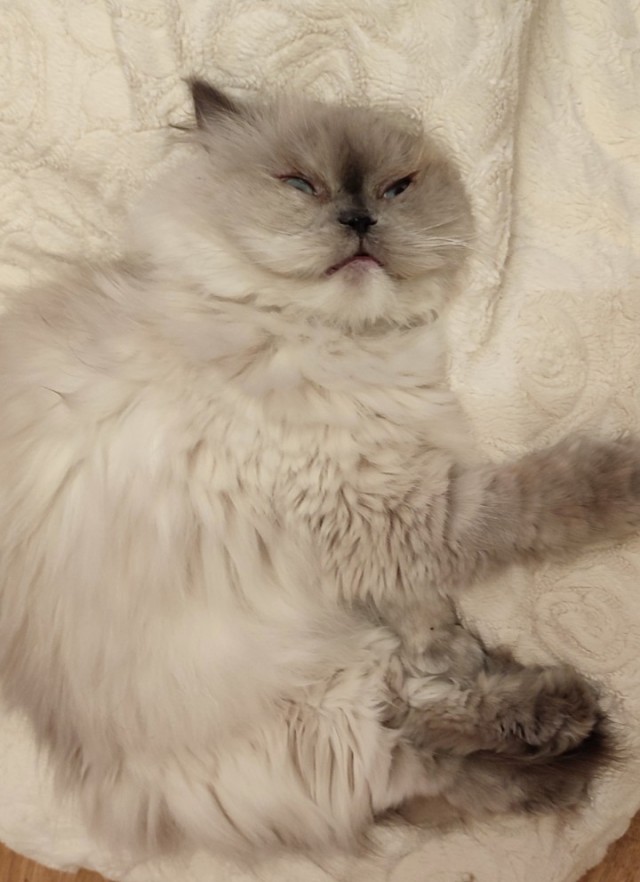 Котовторник. Где коты? Мой вот!