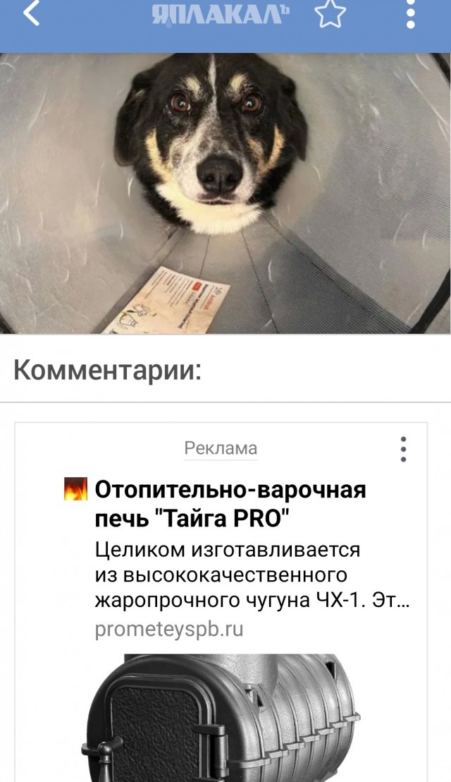 В Москве снесут приют «Дубовая роща» ради трамвайных путей