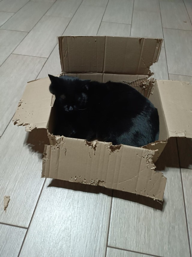 Котовторник