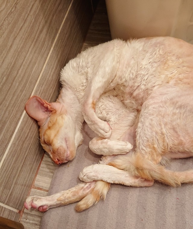 Спят усталые котейки