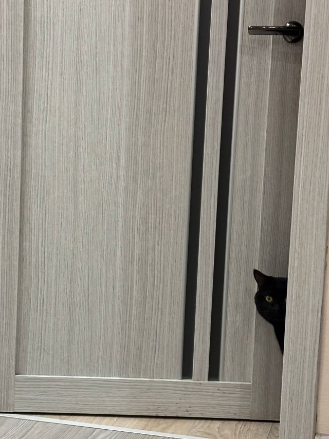 А котовторник уже пришёл?