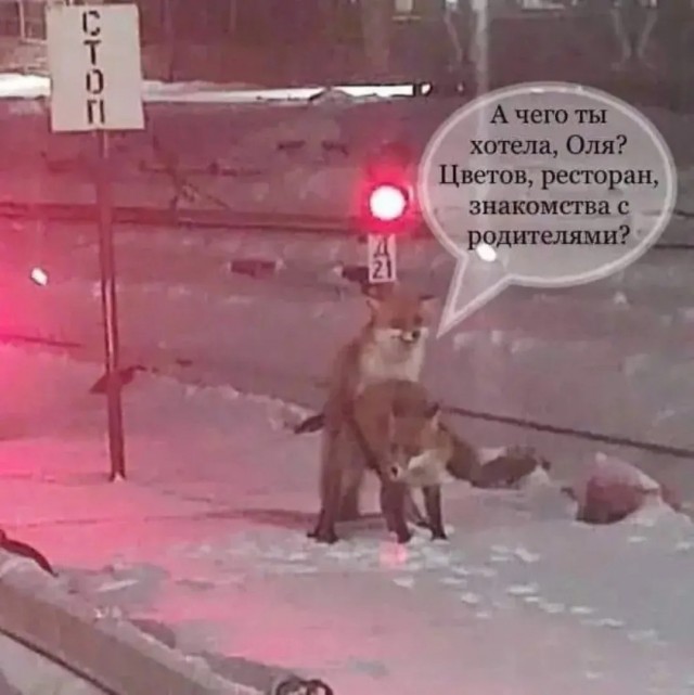 Так себе картинки 15.02.26