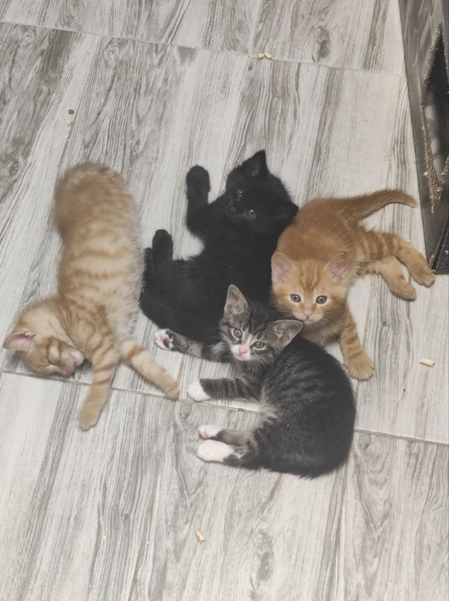 Добрый мужик приютил двух котят⁠. Ну как приютил, у него выбора не было просто