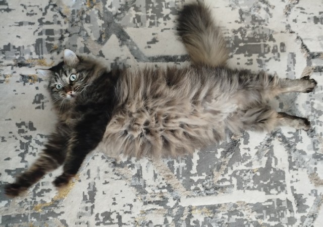 Котовторник же!