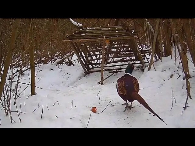Не знаю зачем, но вам это нужно!