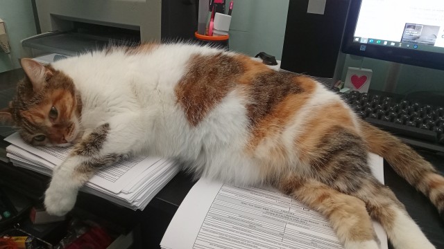 Котовторник снова!