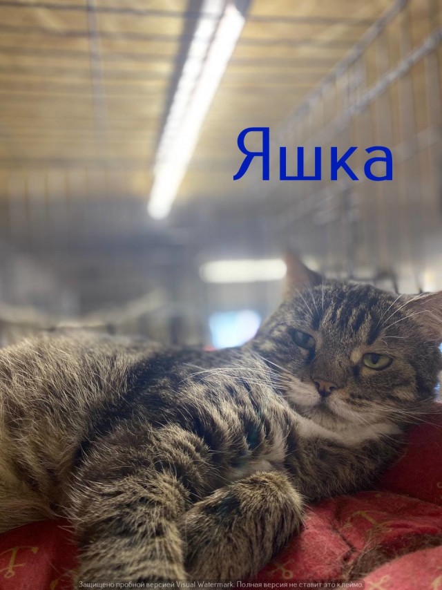 Жизнь домашнего приюта "Котоленд" 559