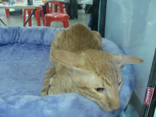 Выставка кошек. Котовторник