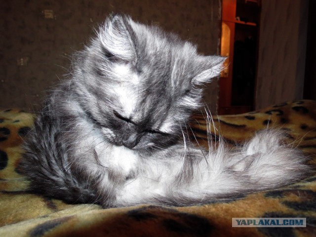 Котовторник 8.10.2013