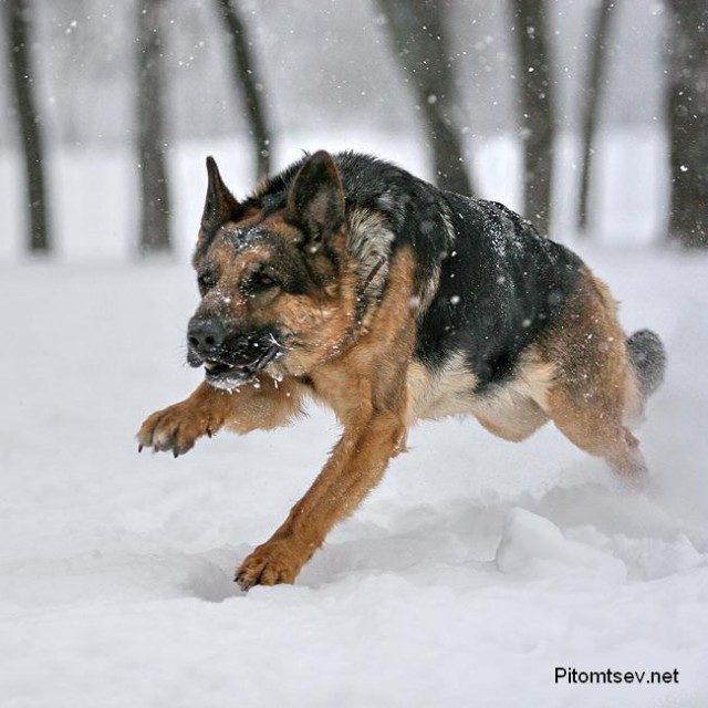 Хотела большую собачку на 8 марта