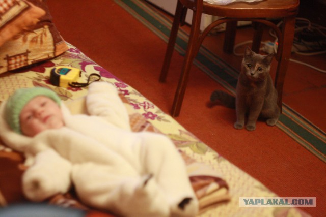 Котовторник 22.04.2014