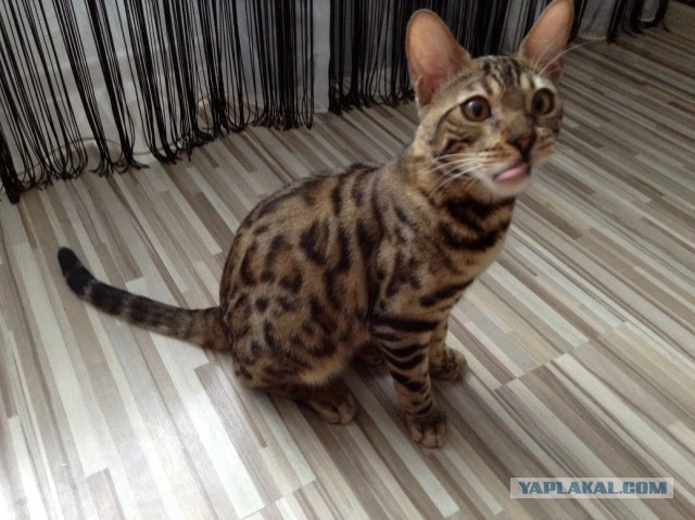 Котовторник 6.05.2014