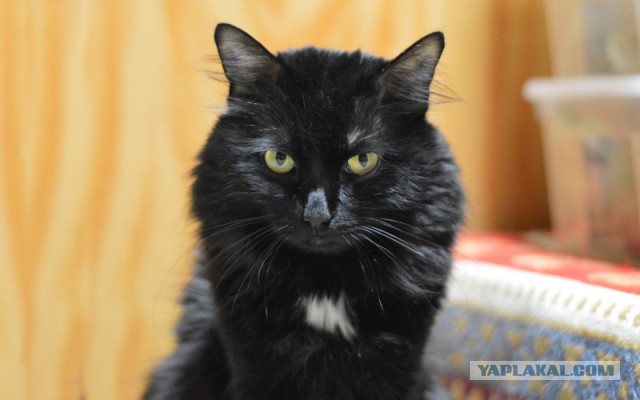 Боитесь взять котенка с улицы или из приюта?