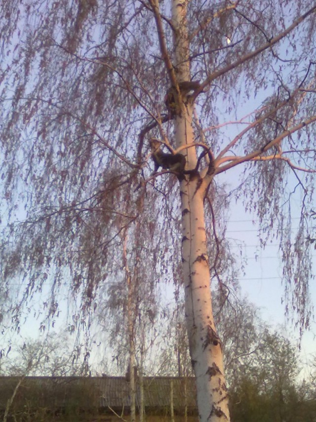 Котовторник 20.05.2014