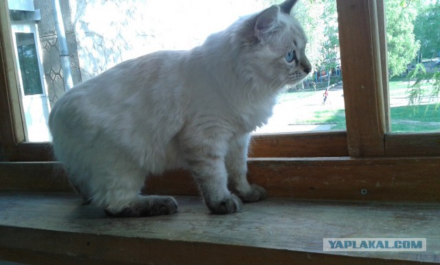 Котовторник 10.06.2014
