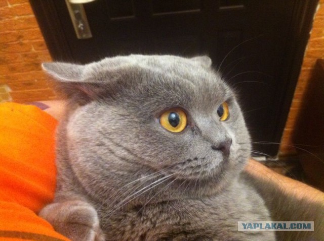 Котовторник 15.07.2014.
