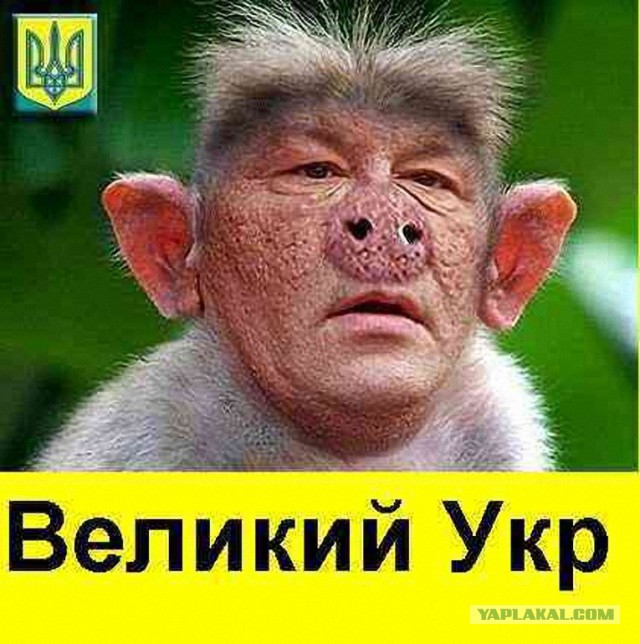 Разжижение мозга укропов достигло апогея.