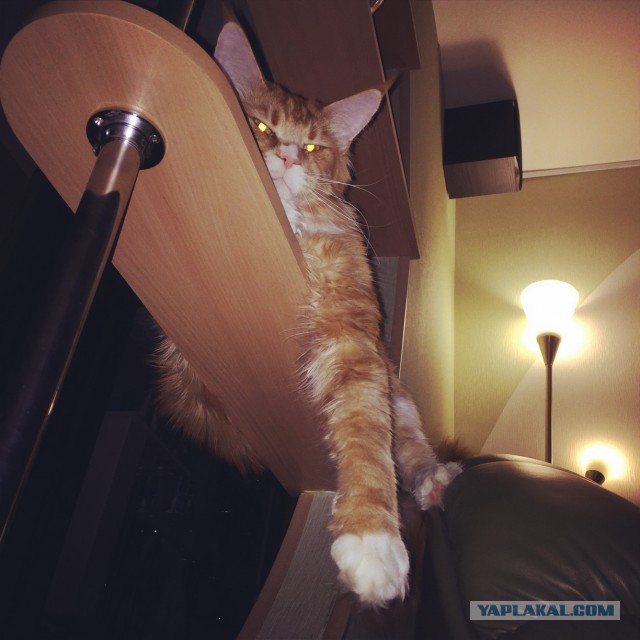 Котовторник 27.01.2015