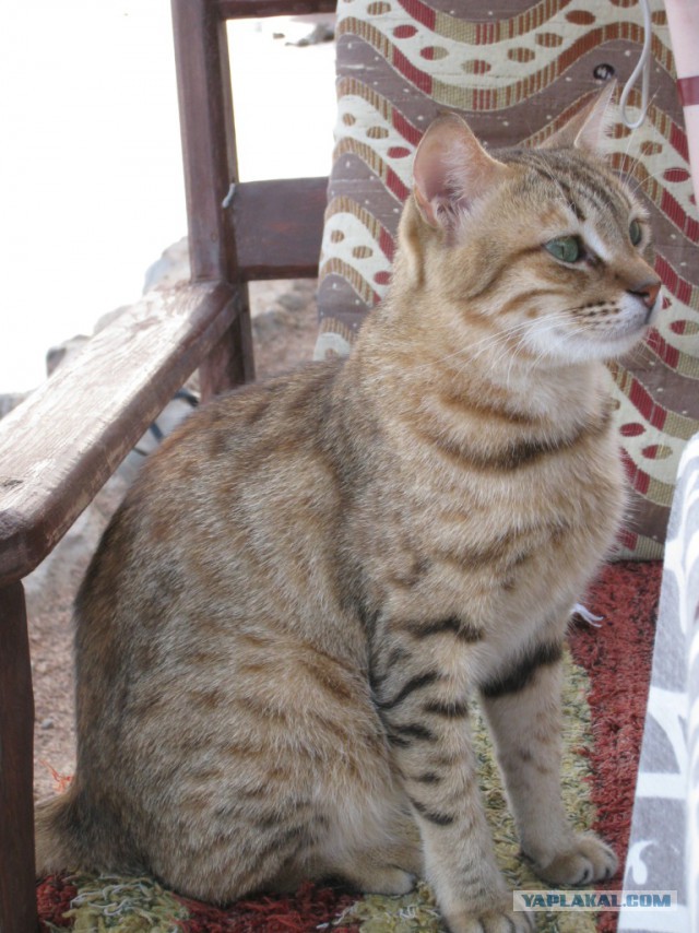 Котовторник 25.08.2015